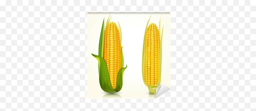 Ripe Corn - We Live To Change Corn Kernels Png,Corn On The Cob Png