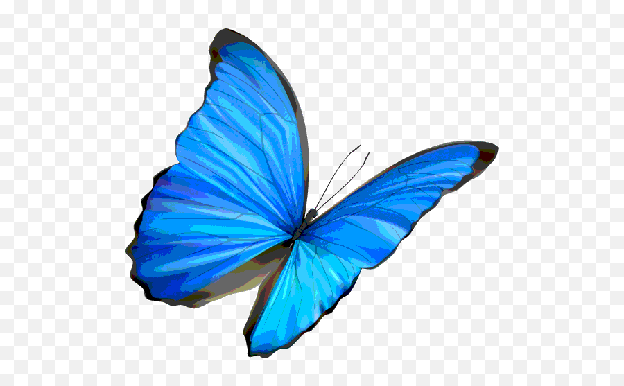 Download Life Is Strange Butterfly Png - Transparent Background Blue Butterfly Transparent,Life Is Strange Transparent