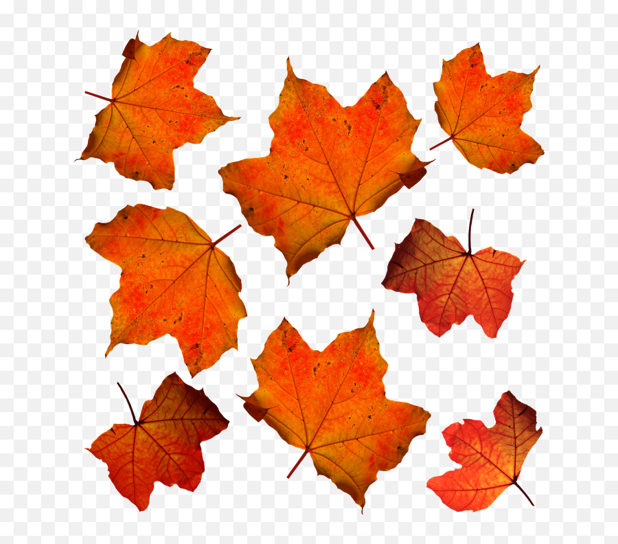 Fall Leaves Leaf - Free Photo On Pixabay Fall Orange Leaves Png,Fall Leaves Transparent Background