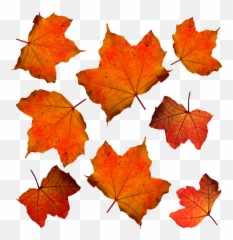 Fall Leaves Leaf - Free photo on Pixabay Orange png