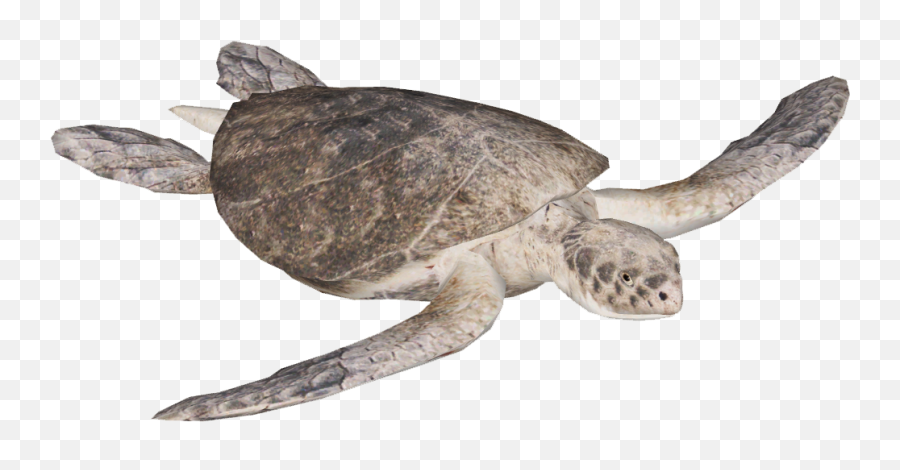 Download Kempu0027s Ridley Sea Turtle Png Image With No - Ridley Sea Turtle Transparent Background,Sea Turtle Png