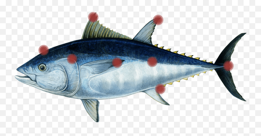 Download Eating Fishes Hd Png - Uokplrs Atlantic Bluefin Tuna,Fishes Png