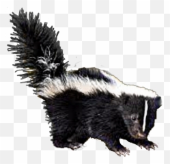 Skunk - Striped Skunk Png,Skunk Transparent