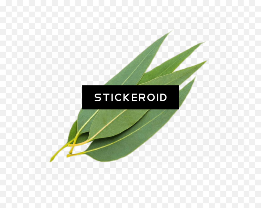 Herb Png Images - Free Png Library Language,Eucalyptus Png