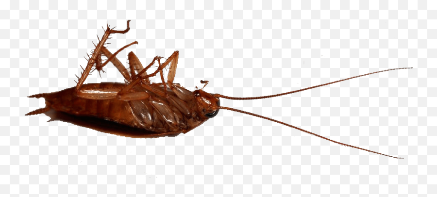 Madagascar Hissing Cockroach - Cockroach Png,Cockroach Png