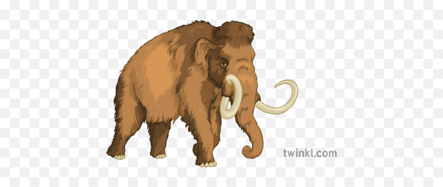 Woolly Mammoth Geography History Extinct Animals Secondary - Big Png,Mammoth Png