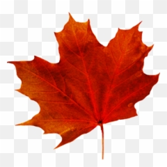 Fall Trees Background Autumn Leaves - Fall Leaf Transparent Background Png,Leaf With Transparent Background