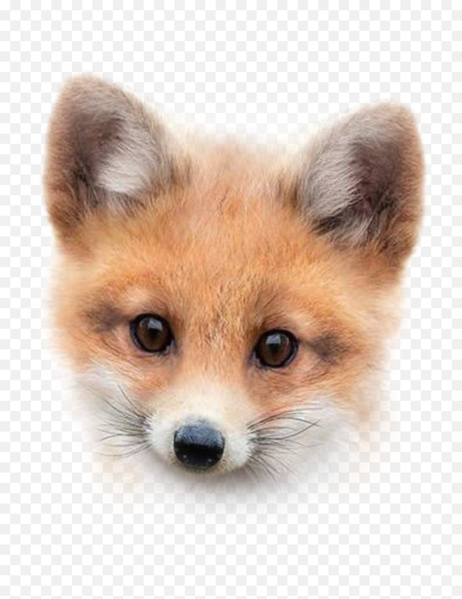 Fox Foxface Sticker By Donna - A4 Nursery Baby Animal Png,Fox Transparent Background