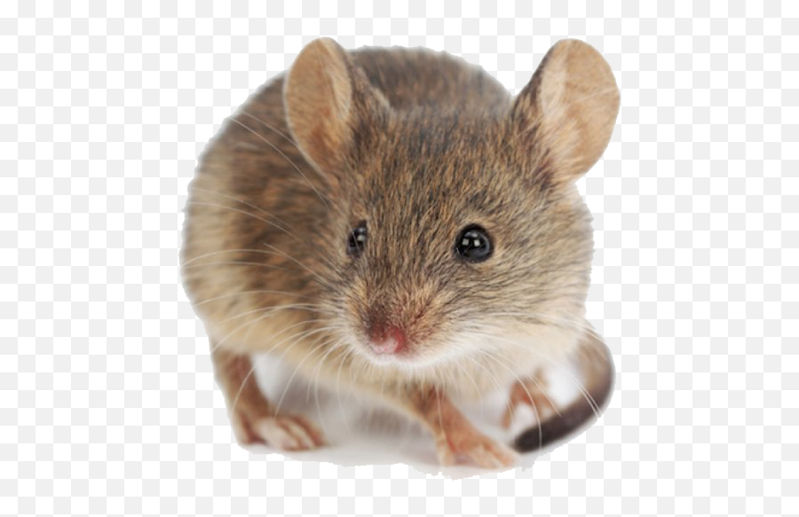 Mouse Transparent Background - Rodent Mouse Png,Rodent Png