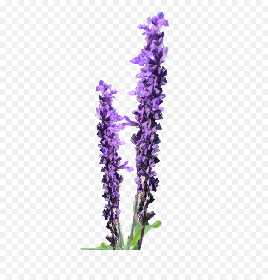 Lavender Flower Clip Art Free - Lavender Flower Png Free Transparent Background Lavender Flower Png,Purple Flowers Png