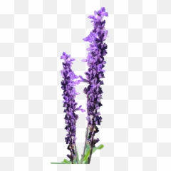 Lavender Flower Clip Art Free - Lavender Flower Png Free Transparent Background Lavender Flower Png,Purple Flowers Png