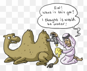 Hq Players Hqtrivia - Does Camel Store The Water png