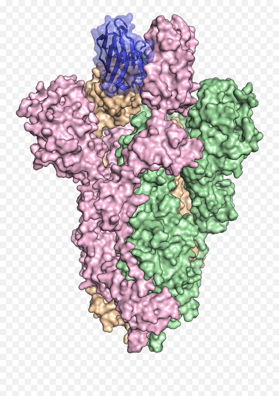 Antibodies From Llamas Could Help In Fight Against Covid - 19 Llama Antibody Covid 19 Png,Antibody Png