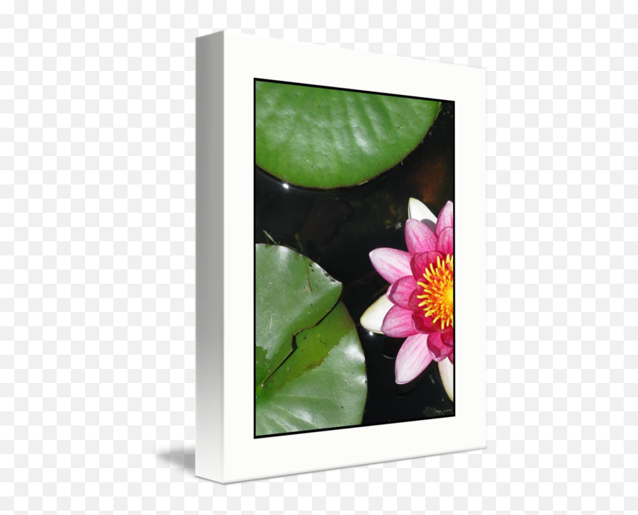 Native Lily Pad Plant And Flower By Brian Rojo - Water Lily Png,Lily Pad Png