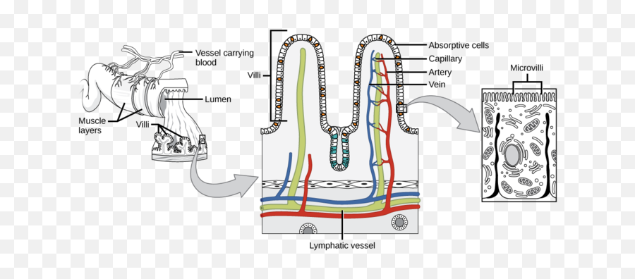 341f Digestive System Small And Large Intestines - Villi In Small Intestine Fat Png,Digestive System Png