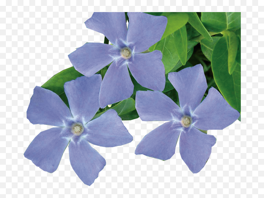 Jeepers Creepers - Down Low And Fun To Grow Valleybrook Periwinkle Flower Png,Creepers Png