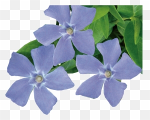 Jeepers Creepers - Down Low And Fun To Grow Valleybrook Periwinkle Flower Png,Creepers Png