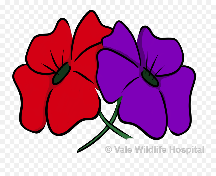 Shop Vale Wildlife - Animal War Purple Poppy Png,Poppies Png
