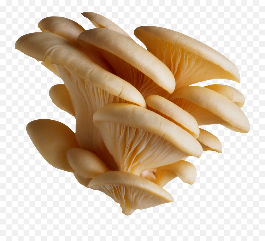 Clean Tree Mushrooms Png Image - Purepng Free Transparent Mushroom Png,Clean Png