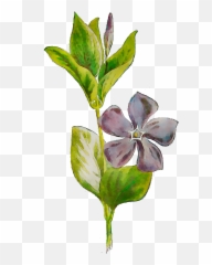 Download Plants Flowering Leaf Stem Free Hd Image - png