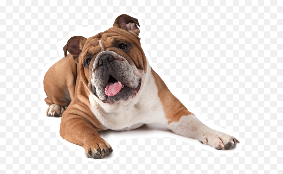 French Bulldog American Puppy - English Bulldog Png,Bulldog Transparent Background