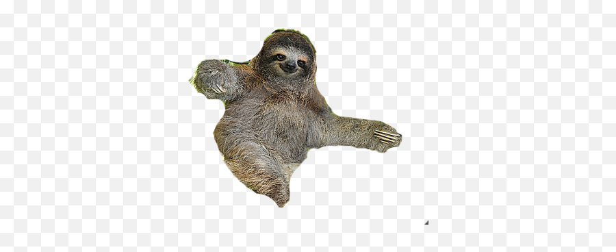 Download Free Png Sloth - Sloth Png,Sloth Png
