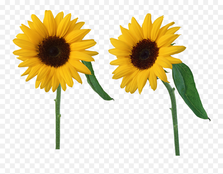 Sunflower Png Image - Transparent Background Sun Flowers Png,Transparent Sunflower