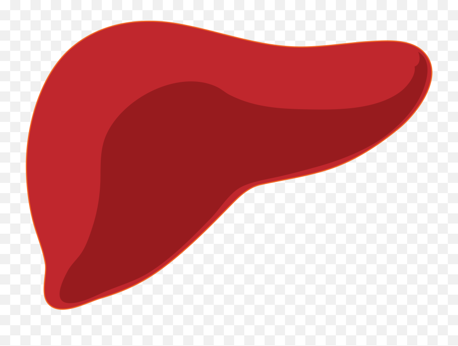 Download Hd Open - Liver Clipart Png,Liver Png