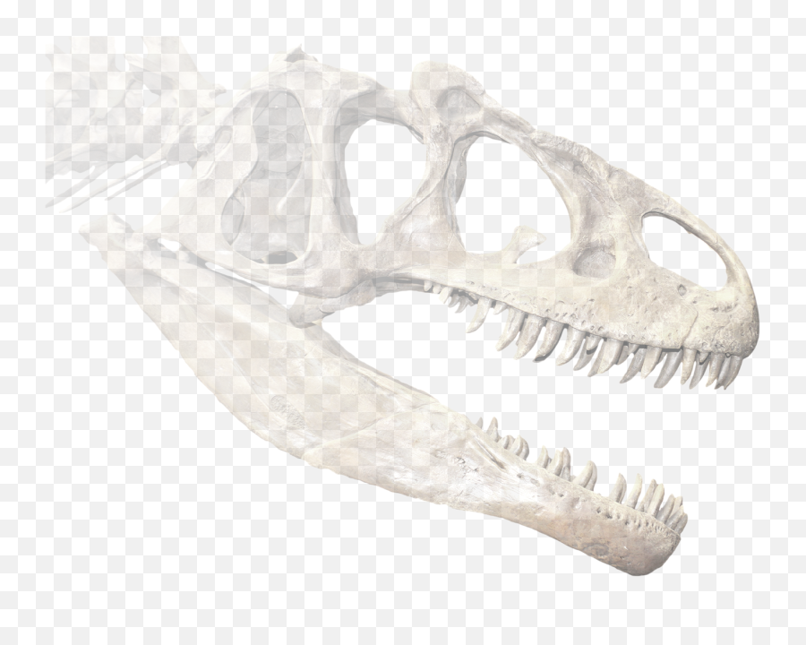 Home - Skull Png,Fossil Png