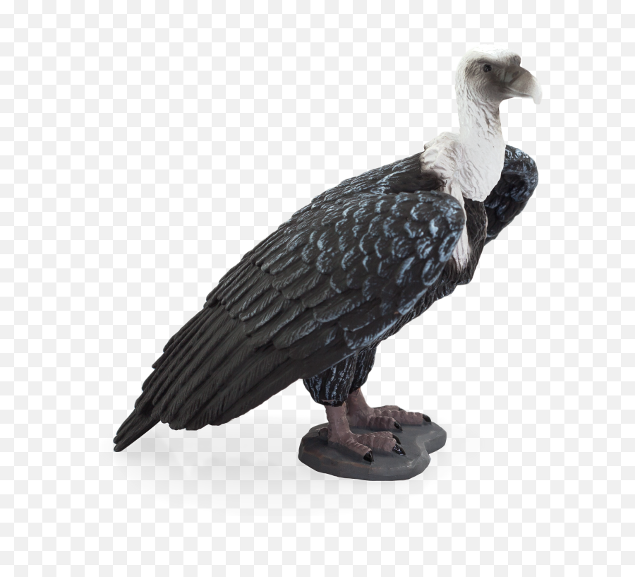Wildlife - Mojo Fun Griffon Vulture Png,Vulture Png