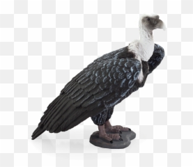 Wildlife - Mojo Fun Griffon Vulture Png,Vulture Png