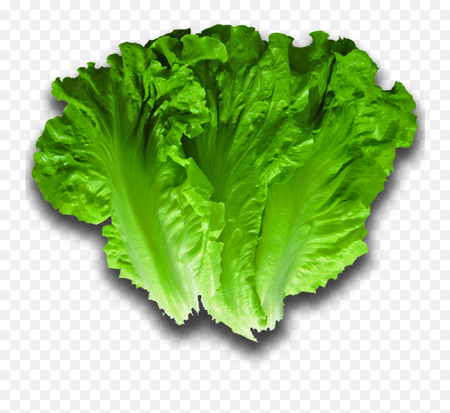 Download Romaine Lettuce - Lettuce For Sandwich Png,Lettuce Png