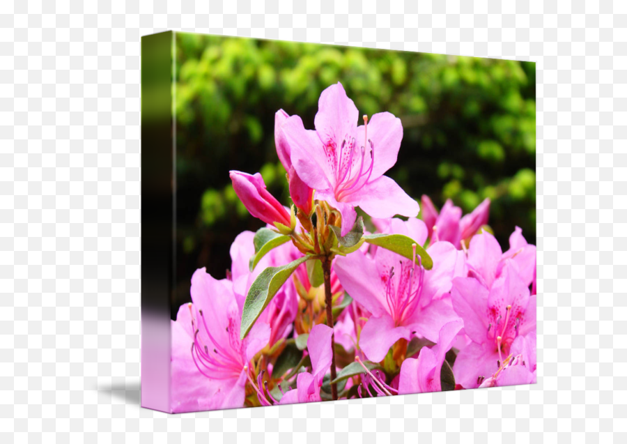 Azaleas Art Prints Pink Azalea Flowers Garden By Baslee Troutman Fine - Azalea Png,Azalea Png