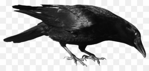 Sitting Crow Png - Crow Transparent Background Png,Crow Logo