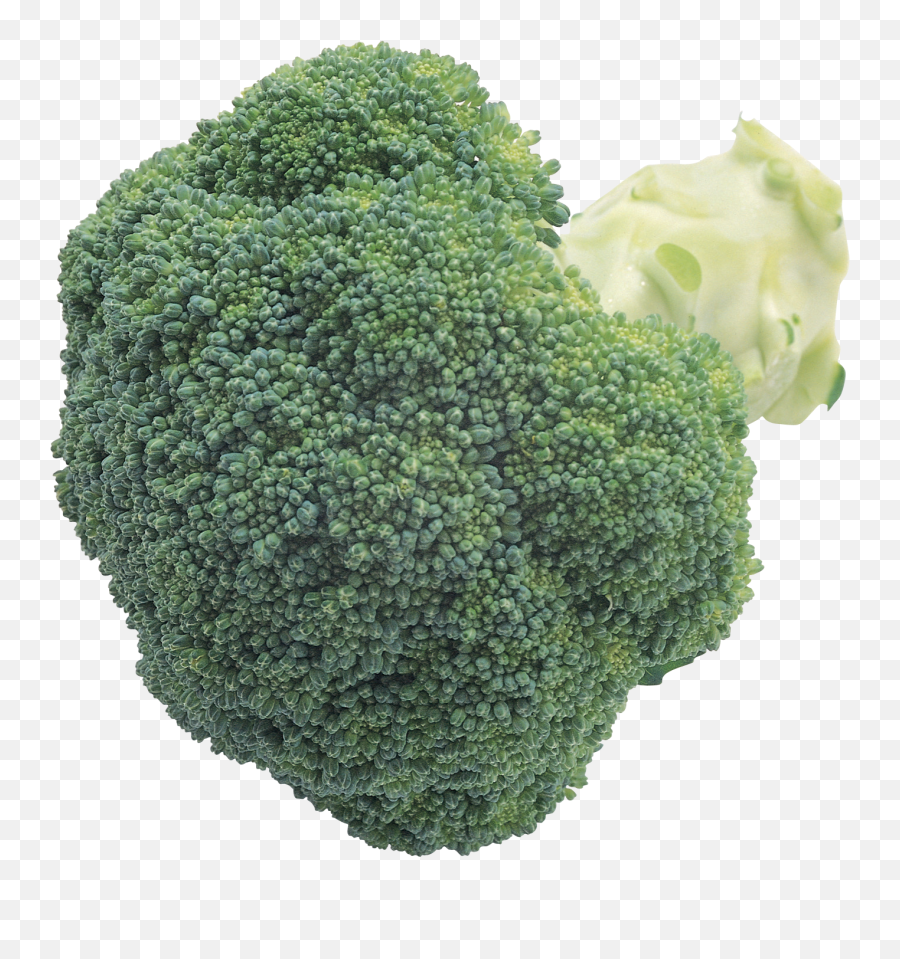 Broccoli Vegetables - Png,Brocoli Png