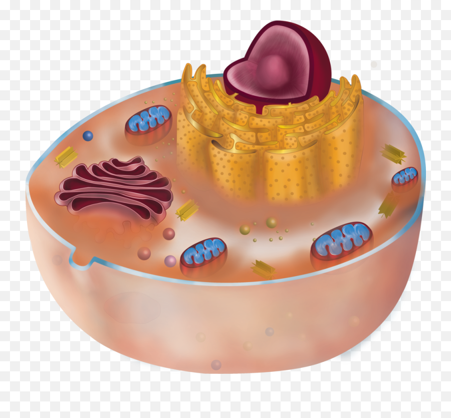 Scientific Illustration U2014 Kuukua A Wilson - Birthday Cake Png,Biology Png