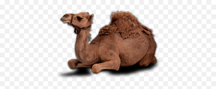 Camel Png - Camel Png,Camel Transparent Background