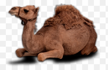 Camel Png