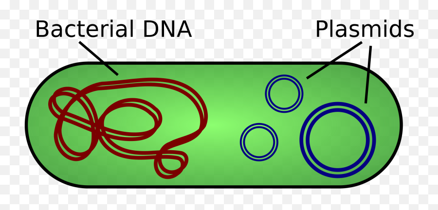 Bacteria Biology Flashcards Memorang - Bacterial Dna And Plasmid Png,Bacteria Transparent