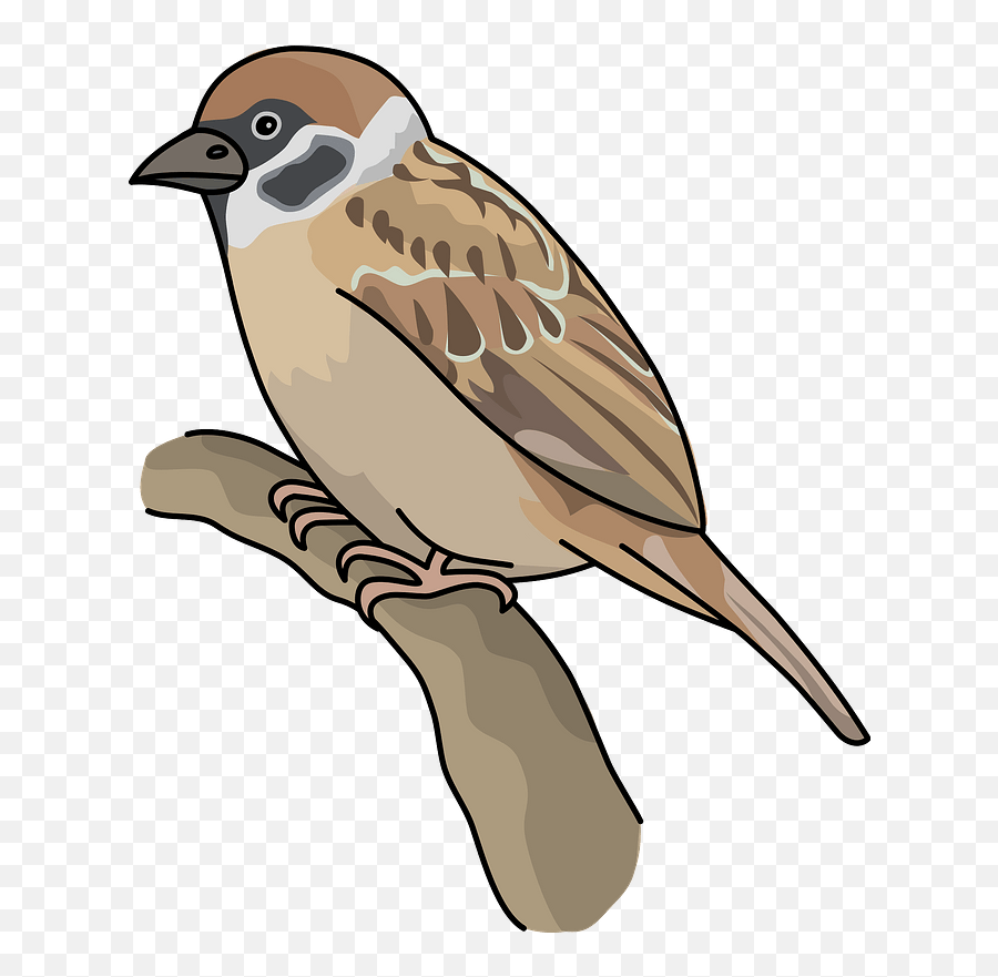 Sparrow Bird Clipart Free Download Transparent Png Creazilla - Sparrow Clipart,Bird Clipart Png
