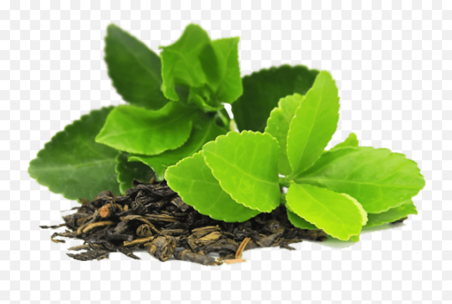 Download Green Tea Png Transparent Image - Free Transparent Green Tea Scientific Name,Mint Leaves Png