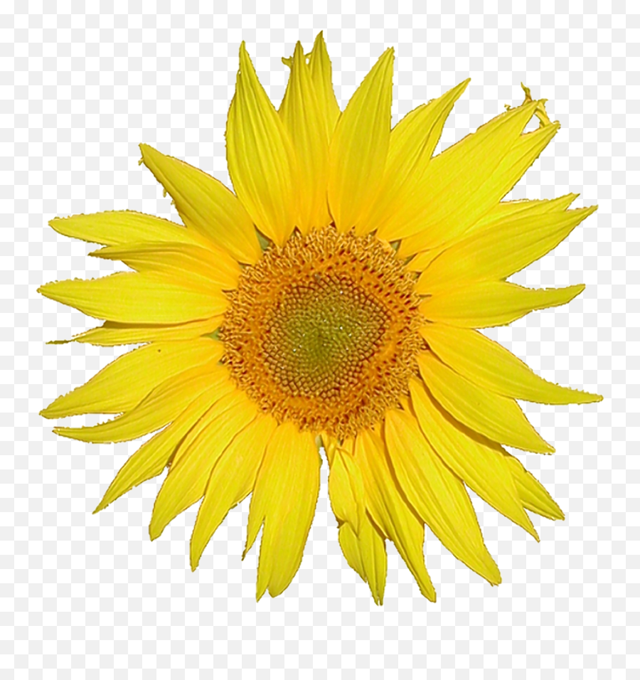 Mediawiki Logo Sunflower Tournesol - Single Flower Png,Sunflowers Png