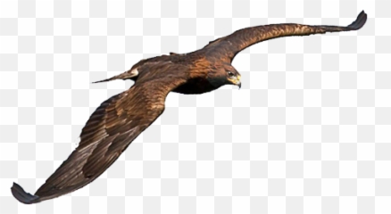 Proyecto Gran - Golden Eagle Png,Aguila Png