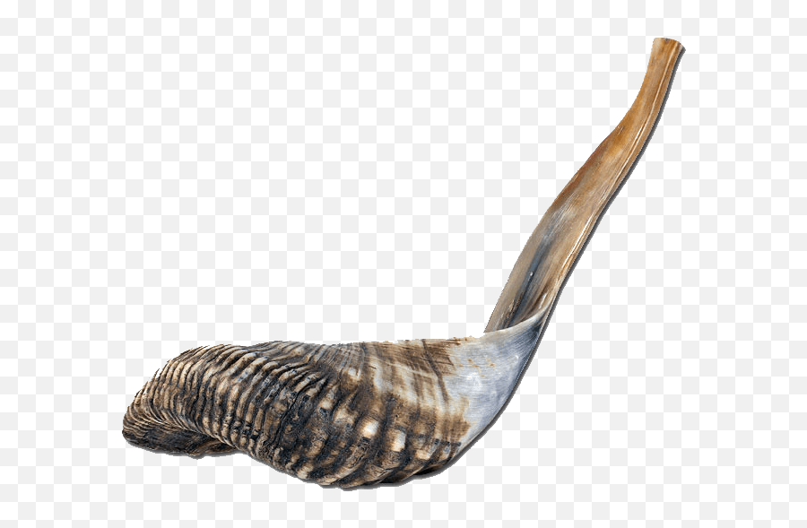 Rare Shofar Ramu0027s Horn - Shofars From Israel Solid Png,Shofar Png