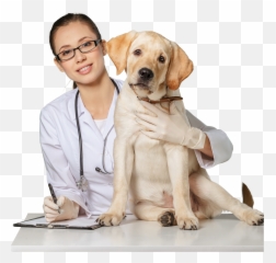 Labrador Retriever Png Veterinarian