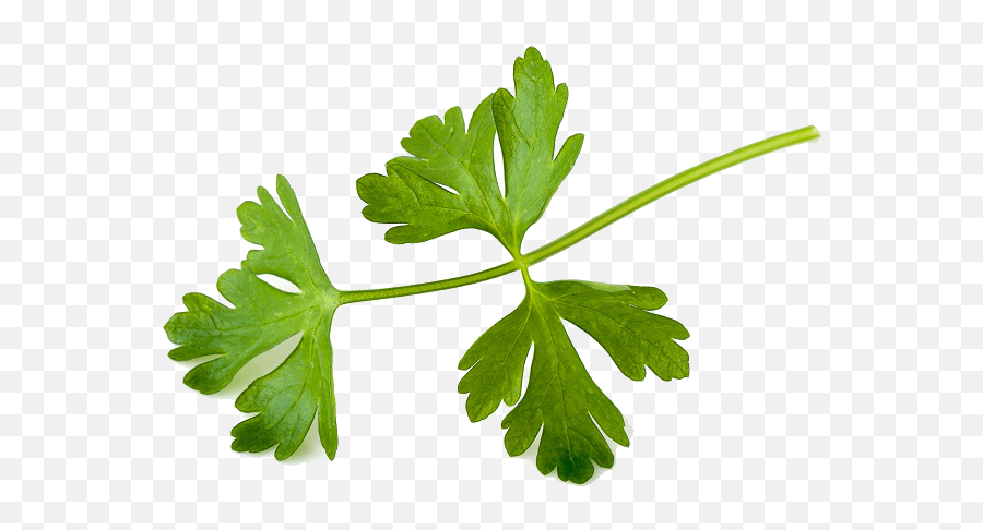 Download Chimichurri - Coriander Png,Parsley Png