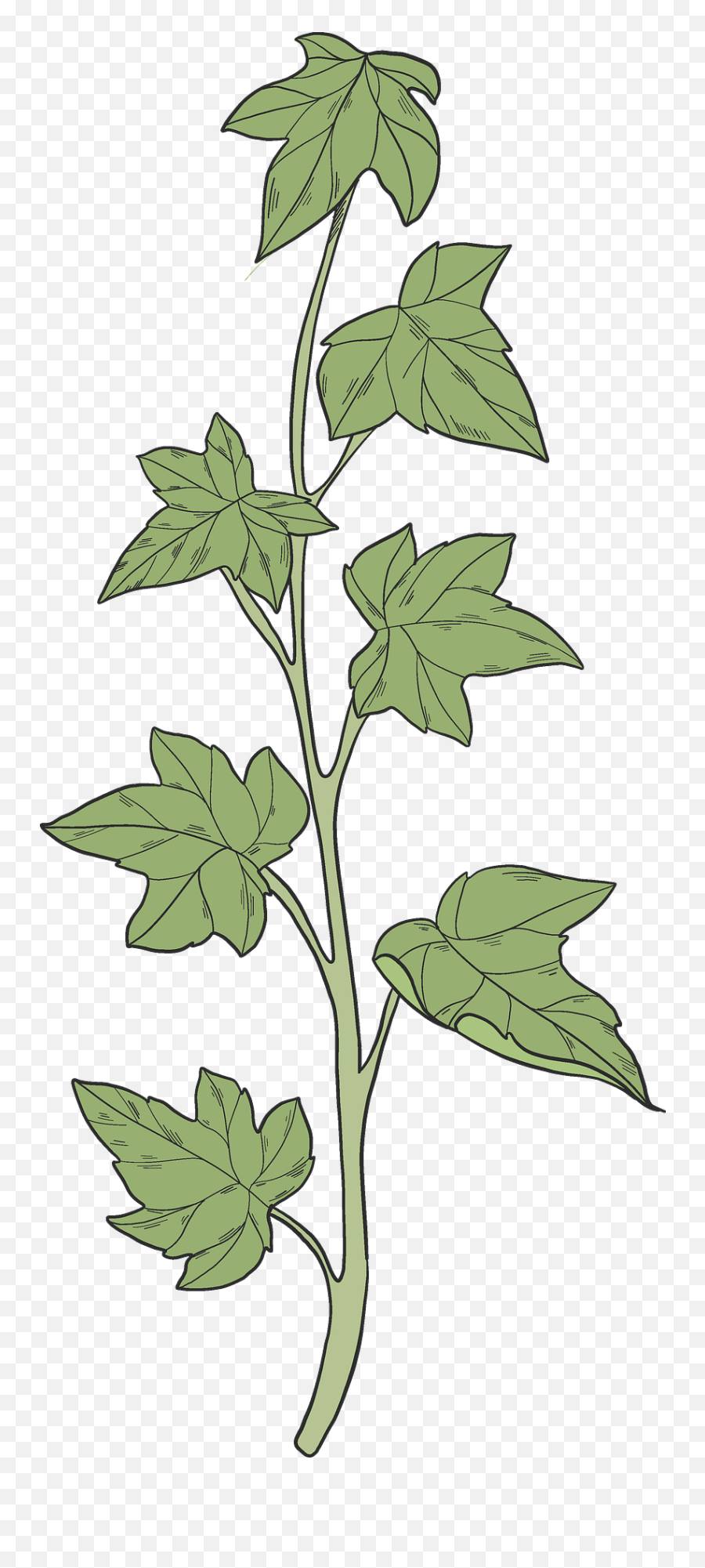 Ivy Clipart - Araliaceae Png,Ivy Transparent