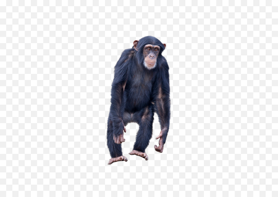 Monkey Standing Png Image - Monkey Standing Png,Monkey Transparent Background