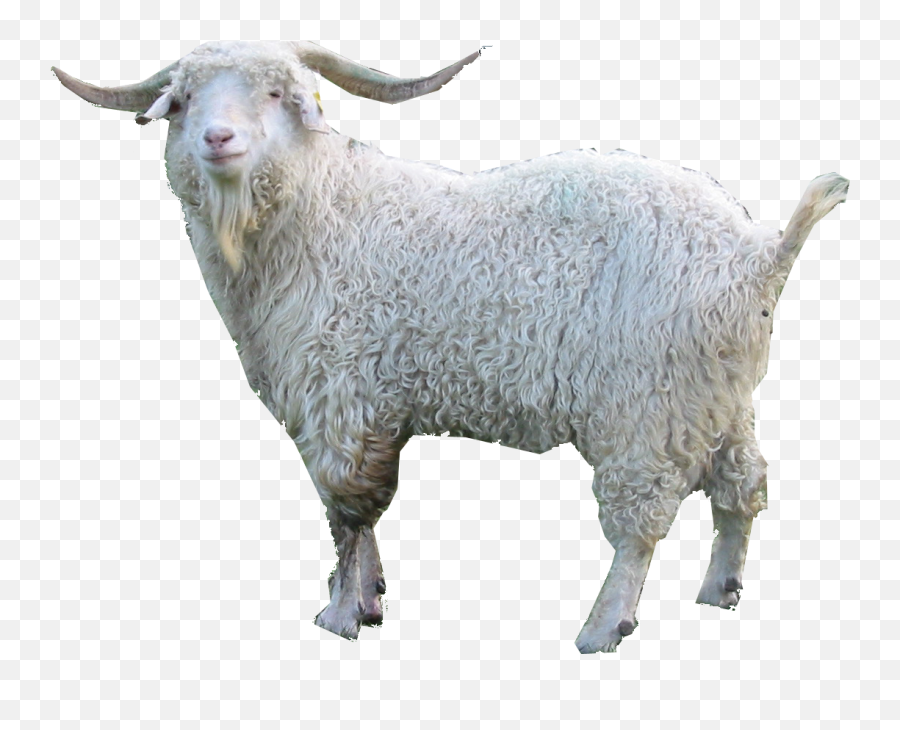 Goat Png Images 6 Image - Funny Goat Sculpture Png Transparent Background,Goats Png