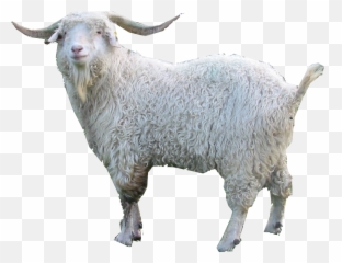 Goat Png Images 6 Image - Funny Goat Sculpture Png Transparent Background,Goats Png